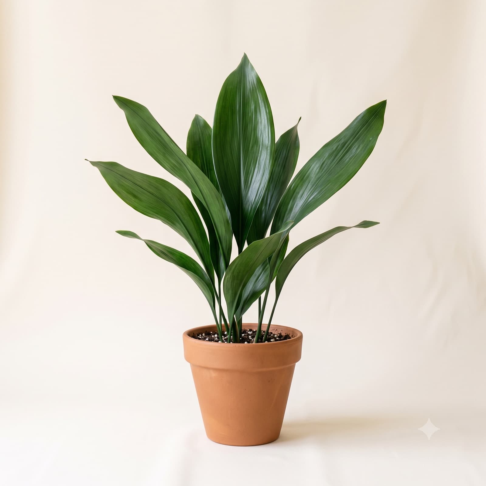 Aspidistra Wyniosła