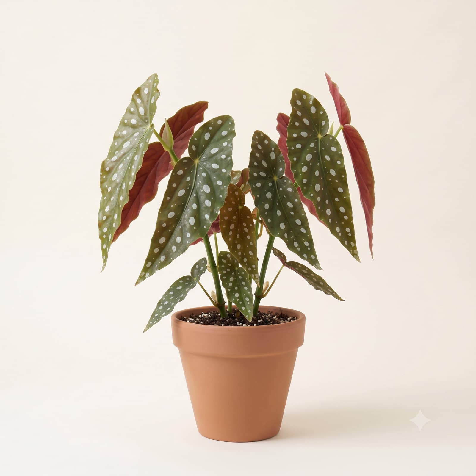 Begonia Koralowa