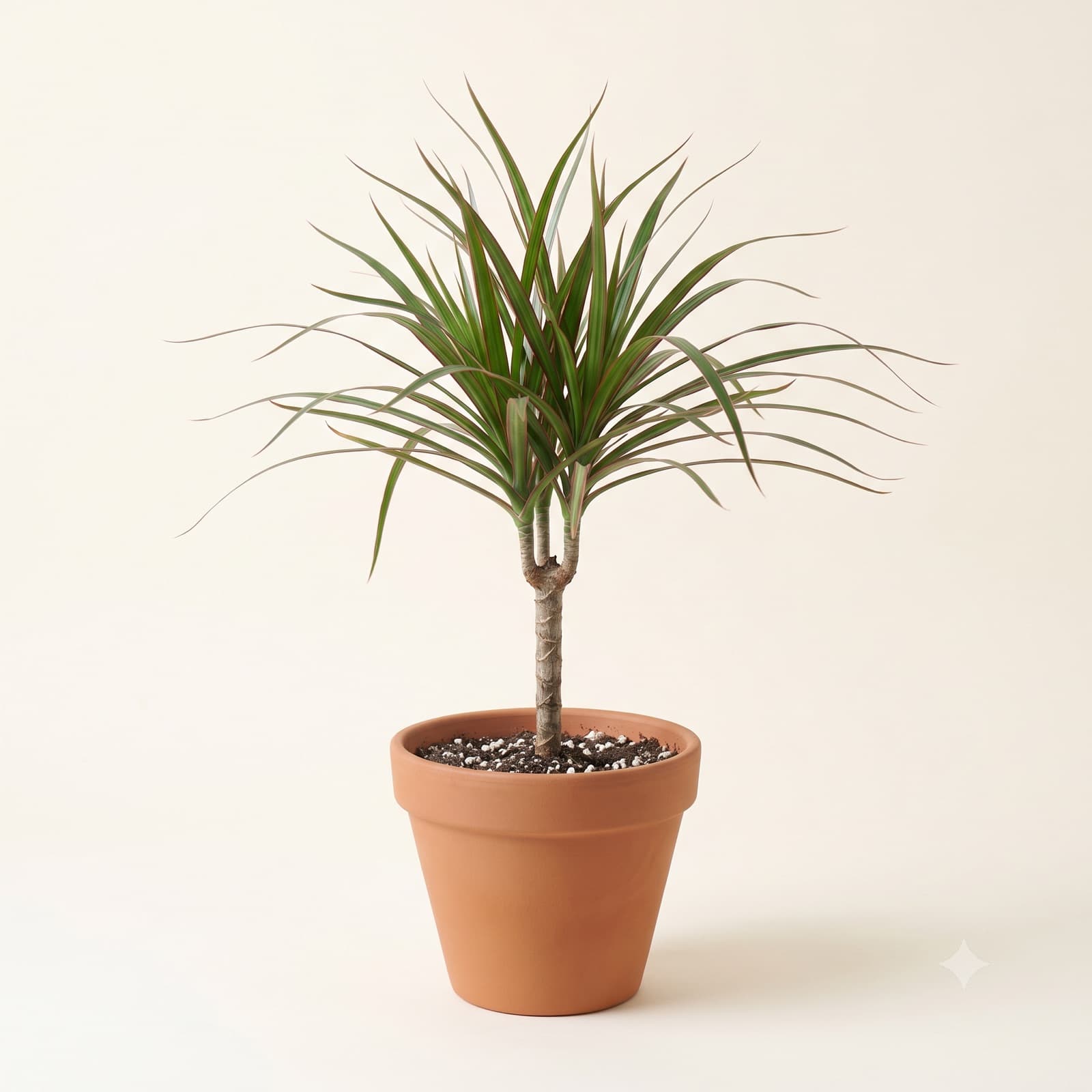 Dracena Obrzeżona