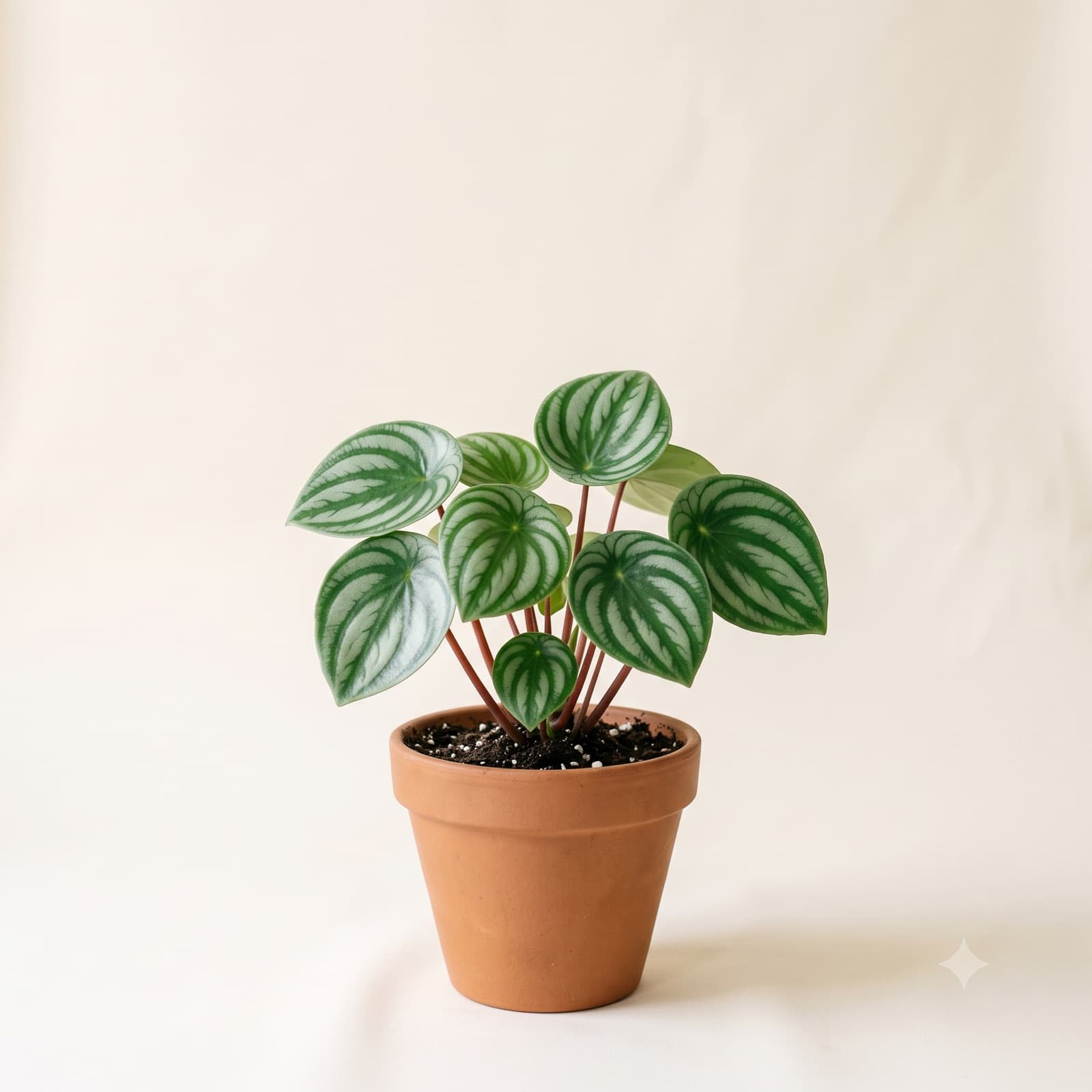 Peperomia Arbuzowa